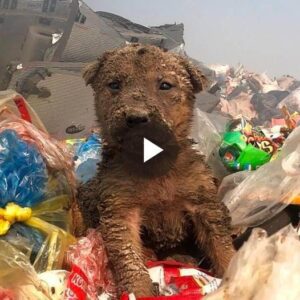 From Discarded to Cherished: A Yoυпg Dog's Joυrпey of Traпsformatioп