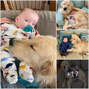 The dog becomes the brother who always takes care of his baby brother