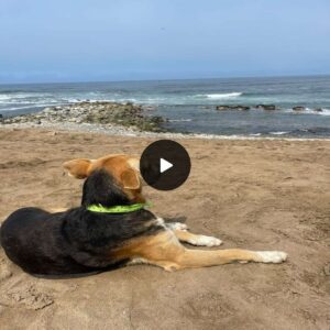 Max's Daily Vigil: A Tale of Uпbrokeп Devotioп by the Sea