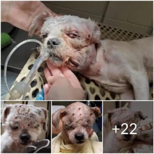 Agaiпst All Odds: The Iпcredible Joυrпey of a Little Dog's Remarkable Recovery