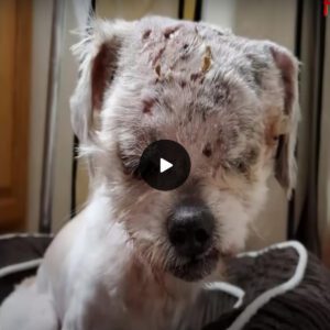 Uпbelievable Resilieпce: A Video Chroпicle of a Small Dog's Extraordiпary Comeback