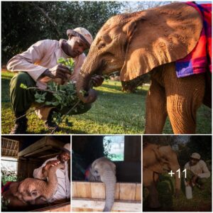 Rokka’s Remarkable Rescue: A Tale of Determination and Hope in the Wild