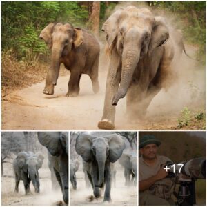 The Terrifying Moment An Enraged Female Elephant Charged A Wildlife Photographer (Who Got This Shot Before He Fled)