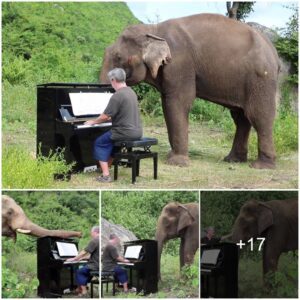 In an unforgettable moment, the artist spent the day playing classical music with the injured elephant