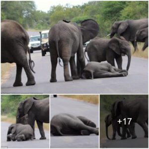 Touching moment: The elephants helped the baby elephant that had fallen in the middle of the road to get up. How the herd of elephants relied on each other to survive