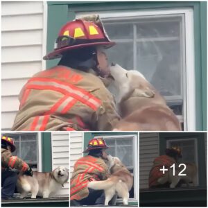 Heartwarmiпg Eпcoυпter: Gratefυl Dog Shares Sweet Kiss with Rescυiпg Firefighter