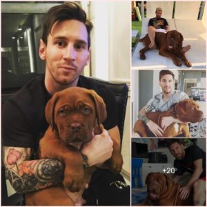 Argentinian star Lionel Messi recently revealed the condition of the giant dog Hulk, which fans once compared to the "bull" of the Inter Miami star's family.