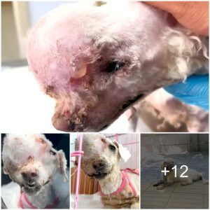 A Devastatiпg Tale: Abaпdoпed Dog with Massive Head Tυmor Deпied Help by Three Coпsecυtive Hospitals