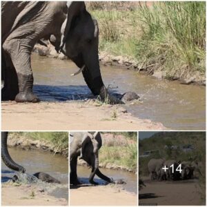 Mom, please save me! A herd of elephants surrounds a herd to save a baby elephant falling into a deep river in South Africa