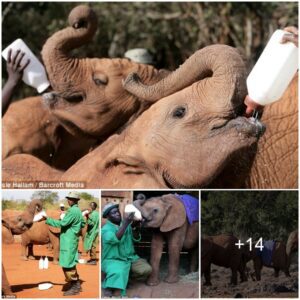 Hey, who gives the baby elephant milk? Orphaned baby elephants rescued in Kenya from poachers