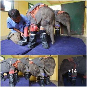 A Vet Designs Night Suits For Two Orphaned Baby Elephants To Comfort Them During Sleep Elephant