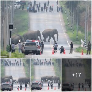 More than 50 elephants crossed a highway in Thailand, affecting drivers there