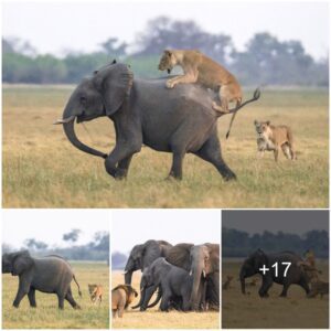 Herd of heroes come to the rescue! The baby elephant was rescued by the elders when the lion tried to take it down