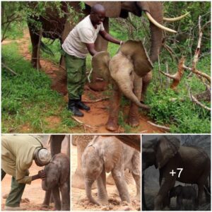 Proud Mother Elephant Brings Her Newborn Baby To Meet The People Who Saved Her Life