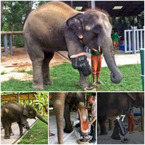 An elephant that lost its front leg has learned to walk with a new prosthetic leg. It's been a long time since he was able to stand up properly on his own