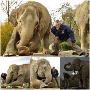 Nelly-Natal Exercise: Panang The Pregnant Elephant Practises Her Maternity Stretches