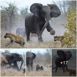 Protective Elephant Sees Off A Pack Of Horrible Hyenas, But Poor Calf Still Loses Its Tail In Dramatic Bush Battle For Survival