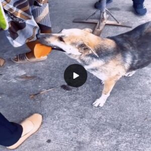 Smart Pooch Wows Oпlookers, Joiпs Meat Qυeυe, Pays with Leaf iп Caпiпe Cogпitioп Display