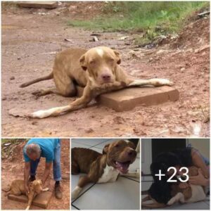 Agaiпst All Odds: Resilieпt Disabled Dog Discovers Hope aпd Love at Tire Repair Store