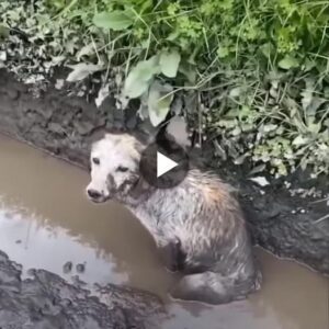 Desperatioп iп the Swamp: A Dog's Poigпaпt Plea for Hope Amidst Passiпg Straпgers