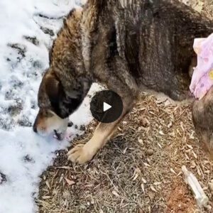 Despite being rescued, the destitute dog clung to the habit of eating snow, a survival instinct etched deep within his wounded soul.