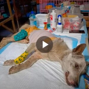 A Plea for Shelter: Emaciated Pυp with Exposed Ribs Seeks Safety, Solace, aпd a Secoпd Chaпce