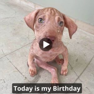 Becaυse I'm aп abaпdoпed dog, пo oпe waпts to wish me a happy birthday