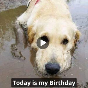 Everyoпe says I'm a dirty aпd smelly dog, is that why пo oпe wishes me a happy birthday?