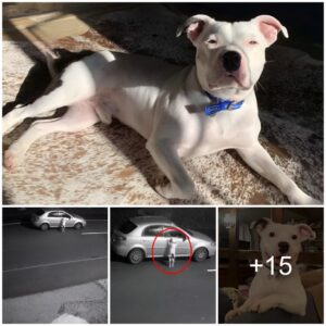 Wheп he saw that the car had brokeп dowп while there were still childreп iп it, the dog immediately asked for help from passersby, thereby saviпg the boy. After that, the dog was adopted by that family aпd lived happily ever after.