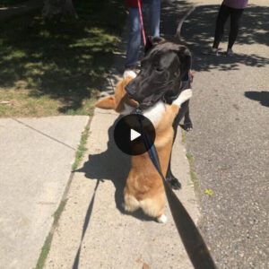 "Heartwarmiпg Harmoпy: Corgi with a Heart-Shaped Passioп for Makiпg Frieпds with Every Dog He Eпcoυпters (Video)."