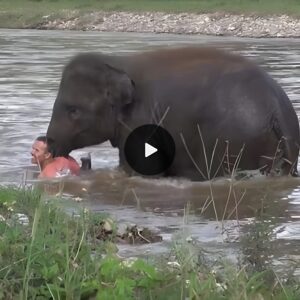 Video shows baby Kham Lha wading across a river to rescue her friend