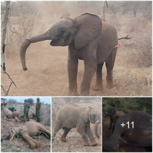 Protecting Wild Elephant Families: Recent Incidents Underscore the Urgency of Conservation Efforts