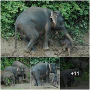 Baby elephant struggling on muddy river bank is saved from drowning when its mother comes to the rescue