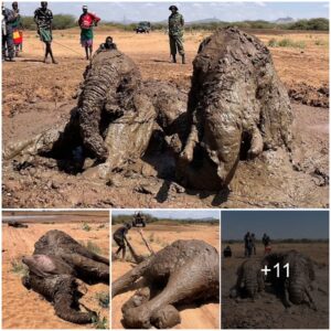 The Inspiring Journey of a Rescued Elephant Family in Remote Kenyan Wetlands