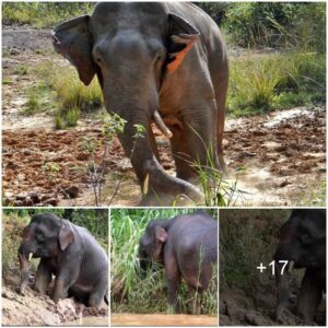 Migrating with Giants: The Epic Journey of Elephants Across Continents (Video)