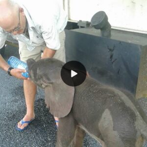 When A Thirsty Baby Elephant Appeared Out Of Nowhere, These Truck Drivers Stopped To Help Him