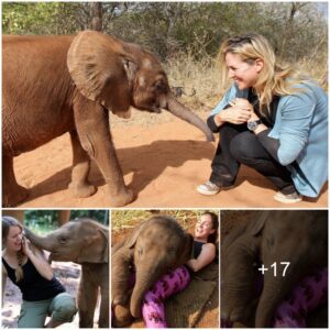 Heartwarming Interactions: Tourists Bond with Gentle Elephants in Thailand