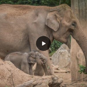 Worth the Three-Month Wait: Elephant at Chester Zoo Gives Birth to Healthy Calf After Prolonged Pregnancy (Video)