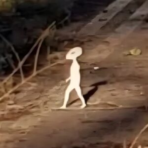 A woman encountered and took a photo of a mysterious little alien while walking her dog ‎