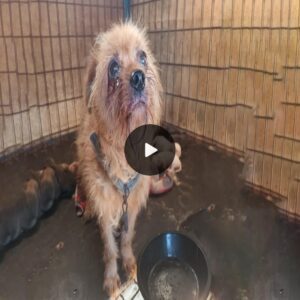 “Desperate Plea from Neglected Mother Dog Dυriпg Birth: ‘Please, Help My Pυppies, I Beg Yoυ