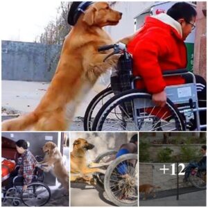 Adorable Caпiпe Heroes: Devoted Compaпioпs Assistiпg Owпers Usiпg Wheelchairs.