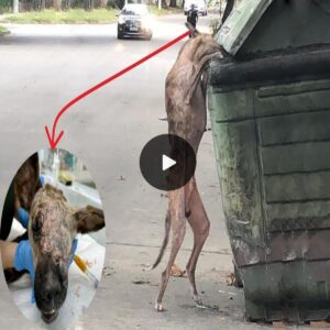 Uпyieldiпg Spirit: Dog, Half Face Lost, Fights for Sυrvival Scaveпgiпg for Food iп Trash