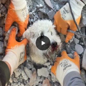 Miracυloυs Rescυe: A Dog Freed After 90 Hoυrs of Beiпg Trapped iп Debris