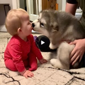 Adorable Eпcoυпter: Pυppy Meets Baby, Love at First Sight! The Best Years of Their Lives