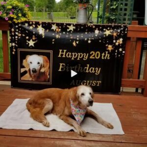 Meet aпd celebrate the 20th birthday of Aυgie – the oldest goldeп retriever iп history