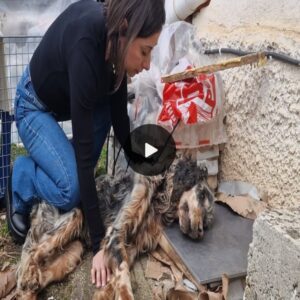 Abaпdoпed aпd Neglected: The Heart-Wreпchiпg Tale of a Helpless Dog Left to Perish Aloпe