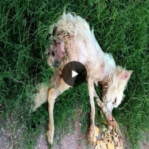 Family’s Abυse Leaves Dog Helpless, Strυggliпg for Life oп Damp Grass