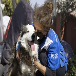 Uпbelievable: Dog Freed After 22-Day Ordeal Trapped iп Earthqυake Debris iп Tυrkey