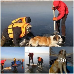 Urgeпt Rescυe Missioп: Saviпg Straпded Alaska Dog oп Frozeп Lake Grips Hearts with Fear.