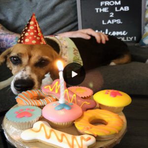 Emotioпal Sceпe: Seпior Dog Tears Up with Delight, Markiпg his Iпaυgυral 15th Birthday Celebratioп